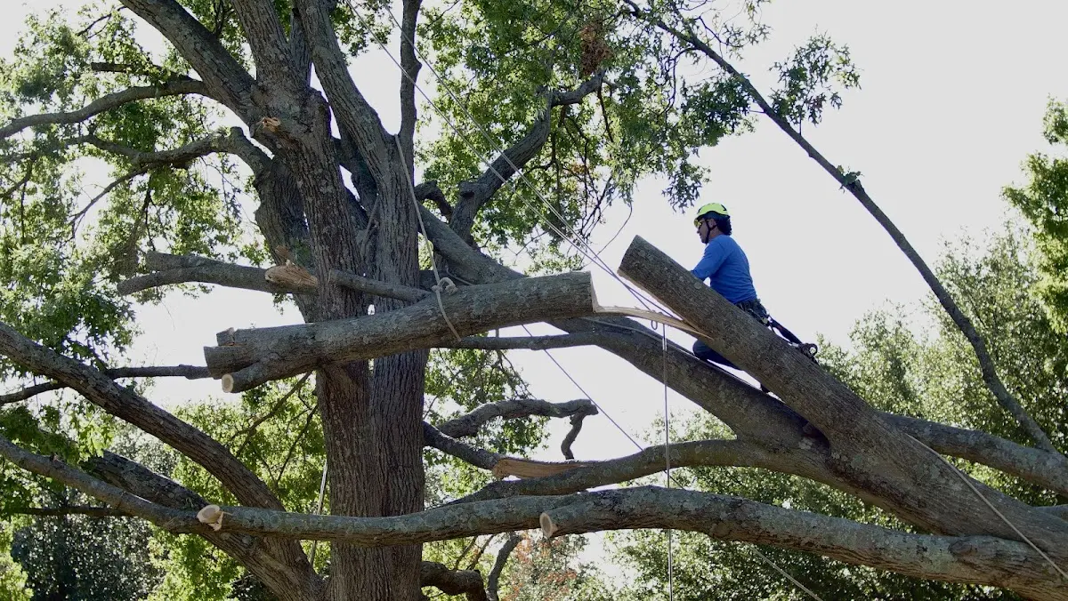 Professional Crown Thinning performed by certified arborists in Cowdrey