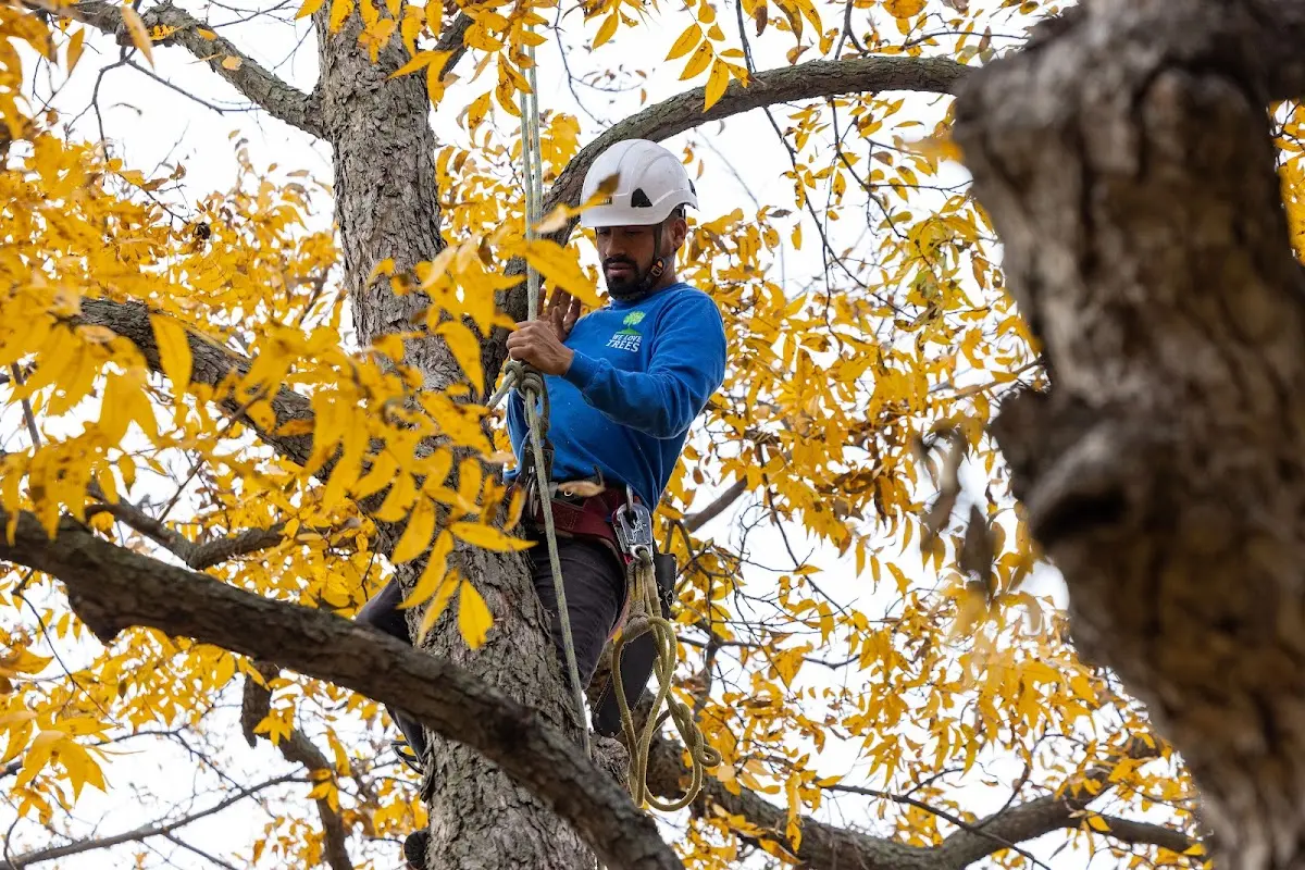 Skilled Tree Trimming crew working in Cowdrey