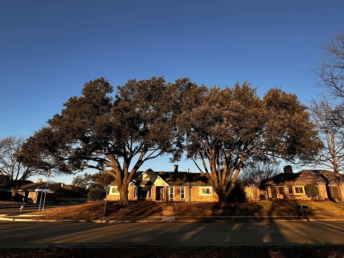 Established residential canopy tree shading a home in Cowdrey