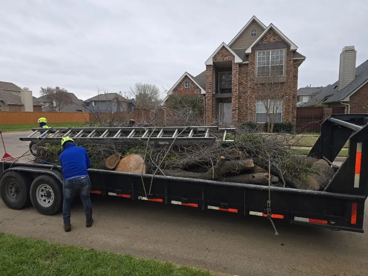Expert Tree Pest Control with proper safety equipment in Cowdrey